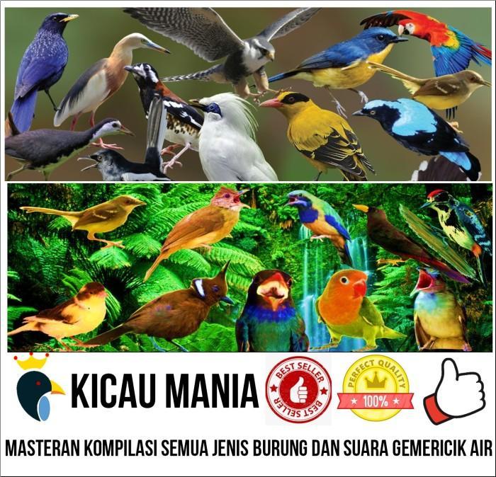 Daftar Gacor 24 Jam untuk Burung Kicau Terbaik